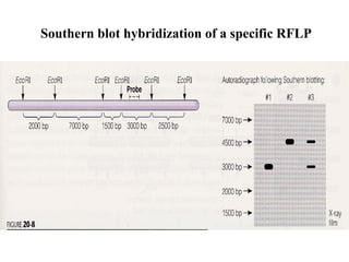 Southern blot hybridization of a specific RFLP

 