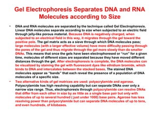 Gel Electrophoresis Separates DNA and RNA
Molecules according to Size
•

•

DNA and RNA molecules are separated by the technique called Gel Electrophoresis.
Linear DNA molecules separate according to size when subjected to an electric field
through jelly-like porous material. Because DNA is negatively charged, when
subjected to an electrical field in this way, it migrates through the gel toward the
positive pole. The gel matrix acts as a sieve through which DNA molecules pass;
large molecules (with a larger effective volume) have more difficulty passing through
the pores of the gel and thus migrate through the gel more slowly than do smaller
DNAs. This means that once the gels have been electrophoresed or “run” for a given
time, molecules of different sizes are separated because they have moved different
distances through the gel. After electrophoresis is complete, the DNA molecules can
be visualized by staining the gel with fluorescent dyes like ethidium bromide, which
binds to DNA and intercalates between the stacked bases. The stained DNA
molecules appear as “bands” that each reveal the presence of a population of DNA
molecules of a specific size.
Two alternative kinds of gel matrices are used: polyacrylamide and agarose.
Polyacrylamide has high resolving capability but can separate DNAs over only a
narrow size range. Thus, electrophoresis through polyacrylamide can resolve DNAs
that differ from each other in size by as little as a single base pair but only with
molecules of up to several hundred ( just under 1000) base pairs. Agarose has less
resolving power than polyacrylamide but can separate DNA molecules of up to tens,
and even hundreds, of kilobases.

 