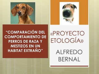 “COMPARACIÓN DEL
COMPORTAMIENTO DE
PERROS DE RAZA Y
MESTIZOS EN UN
HABITAT EXTRAÑO”

«PROYECTO

ETOLOGÍA»
ALFREDO
BERNAL

 