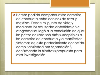  Hemos

podido comparar estos cambios
de conducta entre caninos de raza y
mestizos. Desde mi punto de vista y
mediante los resultados obtenidos en el
etograma se llegó a la conclusión de que
los perros de raza son más susceptibles a
los cambios de conducta y a manifestar
síntomas de este padecimiento conocido
como “ansiedad por separación”,
confirmando la hipótesis propuesta para
esta investigación.

 