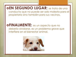 EN

SEGUNDO LUGAR: se trata de una

conducta que no puede ser solo molesta para el
propietario sino también para sus vecinos.

FINALMENTE: es un aspecto que no

debería olvidarse, es un problema grave que
interfiere en el bienestar animal.

 