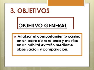 3. OBJETIVOS
OBJETIVO GENERAL


Analizar el comportamiento canino
en un perro de raza pura y mestiza
en un hábitat extraño mediante
observación y comparación.

 