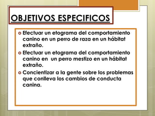 OBJETIVOS ESPECIFICOS
 Efectuar

un etograma del comportamiento
canino en un perro de raza en un hábitat
extraño.
 Efectuar un etograma del comportamiento
canino en un perro mestizo en un hábitat
extraño.
 Concientizar a la gente sobre los problemas
que conlleva los cambios de conducta
canina.

 