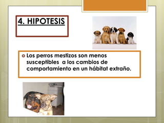 4. HIPOTESIS

 Los

perros mestizos son menos
susceptibles a los cambios de
comportamiento en un hábitat extraño.

 