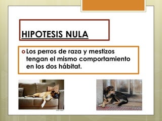 HIPOTESIS NULA
 Los

perros de raza y mestizos
tengan el mismo comportamiento
en los dos hábitat.

 