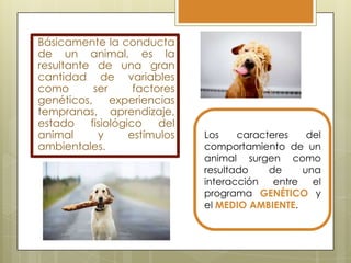 Básicamente la conducta
de un animal, es la
resultante de una gran
cantidad de variables
como
ser
factores
genéticos,
experiencias
tempranas, aprendizaje,
estado
fisiológico
del
animal
y
estímulos
ambientales.

Los
caracteres
del
comportamiento de un
animal surgen como
resultado
de
una
interacción
entre
el
programa GENÉTICO y
el MEDIO AMBIENTE.

 
