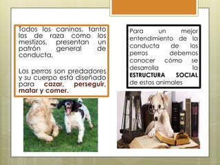 Todos los caninos, tanto
los de raza como los
mestizos, presentan un
patrón
general
de
conducta.
Los perros son predadores
y su cuerpo está diseñado
para cazar, perseguir,
matar y comer.

Para
un
mejor
entendimiento de la
conducta
de
los
perros
debemos
conocer
cómo
se
desarrolla
la
ESTRUCTURA
SOCIAL
de estos animales

 