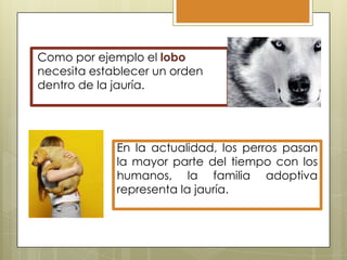 Como por ejemplo el lobo
necesita establecer un orden
dentro de la jauría.

En la actualidad, los perros pasan
la mayor parte del tiempo con los
humanos, la familia adoptiva
representa la jauría.

 