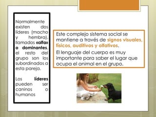 Este complejo sistema social se
mantiene a través de signos visuales,
físicos, auditivos y olfativos.
El lenguaje del cuerpo es muy
importante para saber el lugar que
ocupa el animal en el grupo.

 