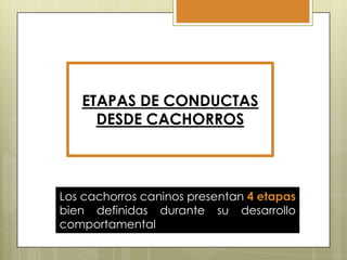 ETAPAS DE CONDUCTAS
DESDE CACHORROS

Los cachorros caninos presentan 4 etapas
bien definidas durante su desarrollo
comportamental

 