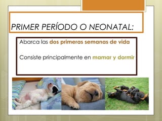 PRIMER PERÍODO O NEONATAL:
Abarca las dos primeras semanas de vida
Consiste principalmente en mamar y dormir

 