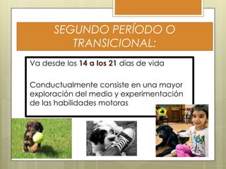 SEGUNDO PERÍODO O
TRANSICIONAL:
Va desde los 14 a los 21 días de vida
Conductualmente consiste en una mayor
exploración del medio y experimentación
de las habilidades motoras

 