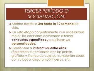 TERCER PERÍODO O
SOCIALIZACIÓN:
 Abarca

desde la 3ra hasta la 12 semana de

vida.
 En esta etapa conjuntamente con el desarrollo
motor, los cachorros comienzan a tomar
conductas específicas y a delinear sus
personalidades.
 Comienzan a interactuar entre ellos,
rápidamente comienzan con las peleas,
gruñidos y tironeo de objetos, transportan cosas
con su boca, disputan por huesos, etc.

 