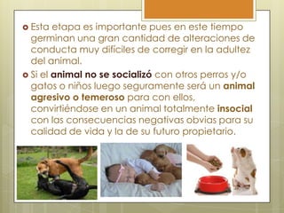  Esta

etapa es importante pues en este tiempo
germinan una gran cantidad de alteraciones de
conducta muy difíciles de corregir en la adultez
del animal.
 Si el animal no se socializó con otros perros y/o
gatos o niños luego seguramente será un animal
agresivo o temeroso para con ellos,
convirtiéndose en un animal totalmente insocial
con las consecuencias negativas obvias para su
calidad de vida y la de su futuro propietario.

 
