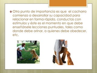  Otro

punto de importancia es que el cachorro
comienza a desarrollar su capacidad para
relacionar en forma rápida, conductas con
estímulos y éste es el momento en que debe
enseñársele lecciones puntuales, tales como
donde debe orinar, a quienes debe obedecer,
etc.

 