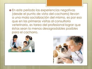  En

este período las experiencias negativas
(desde el punto de vista del cachorro) llevan
a una mala socialización del mismo, es por eso
que en las primeras visitas al consultorio
veterinario, es tarea del profesional lograr que
éstas sean lo menos desagradables posibles
para el cachorro.

 