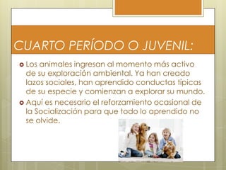 CUARTO PERÍODO O JUVENIL:
 Los

animales ingresan al momento más activo
de su exploración ambiental. Ya han creado
lazos sociales, han aprendido conductas típicas
de su especie y comienzan a explorar su mundo.
 Aquí es necesario el reforzamiento ocasional de
la Socialización para que todo lo aprendido no
se olvide.

 