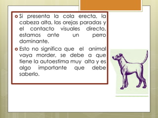  Si

presenta la cola erecta, la
cabeza alta, las orejas paradas y
el contacto visuales directo,
estamos ante
un
perro
dominante.
 Esto no significa que el animal
vaya morder, se debe a que
tiene la autoestima muy alta y es
algo importante que debe
saberlo.

 