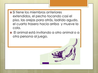  Si

tiene los miembros anteriores
extendidos, el pecho tocando casi el
piso, las orejas para atrás, ladrido agudo,
el cuarto trasero hacia arriba y mueve la
cola.
 El animal está invitando a otro animal o a
otra persona al juego.

 