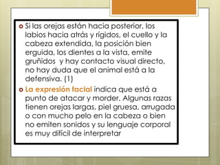  Si

las orejas están hacia posterior, los
labios hacia atrás y rígidos, el cuello y la
cabeza extendida, la posición bien
erguida, los dientes a la vista, emite
gruñidos y hay contacto visual directo,
no hay duda que el animal está a la
defensiva. (1)
 La expresión facial indica que está a
punto de atacar y morder. Algunas razas
tienen orejas largas, piel gruesa, arrugada
o con mucho pelo en la cabeza o bien
no emiten sonidos y su lenguaje corporal
es muy difícil de interpretar

 