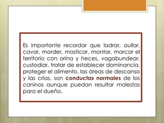 Es importante recordar que ladrar, aullar,
cavar, morder, masticar, montar, marcar el
territorio con orina y heces, vagabundear,
custodiar, tratar de establecer dominancia,
proteger el alimento, las áreas de descanso
y las crías, son conductas normales de los
caninos aunque puedan resultar molestas
para el dueño.

 