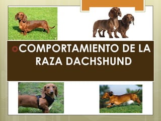 COMPORTAMIENTO

DE LA
RAZA DACHSHUND

 