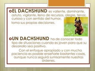 EL

DACHSHUND es valiente, dominante,

astuto, vigilante, lleno de recursos, alegre, tenaz,
curioso y con sentido del humor,
toma sus propias decisiones.

UN

DACHSHUND ha de conocer todo

tipo de situaciones cuando es joven para que su
desarrollo sea positivo.
Con el enfoque apropiado y con mucha
paciencia es posible enseñarle bastantes cosas,
aunque nunca seguirá sumisamente nuestras
órdenes.

 