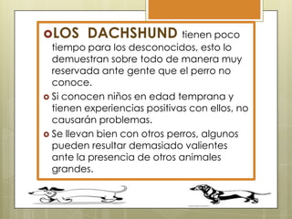 LOS

DACHSHUND tienen poco

tiempo para los desconocidos, esto lo
demuestran sobre todo de manera muy
reservada ante gente que el perro no
conoce.
 Si conocen niños en edad temprana y
tienen experiencias positivas con ellos, no
causarán problemas.
 Se llevan bien con otros perros, algunos
pueden resultar demasiado valientes
ante la presencia de otros animales
grandes.

 