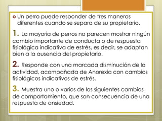  Un

perro puede responder de tres maneras
diferentes cuando se separa de su propietario.

1. La mayoría de perros no parecen mostrar ningún
cambio importante de conducta o de respuesta
fisiológica indicativa de estrés, es decir, se adaptan
bien a la ausencia del propietario.

2. Responde con una marcada disminución de la

actividad, acompañada de Anorexia con cambios
fisiológicos indicativos de estrés.

3. Muestra uno o varios de los siguientes cambios

de comportamiento, que son consecuencia de una
respuesta de ansiedad.

 
