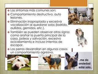 







Los síntomas más comunes son:
Comportamiento destructivo, auto
lesiones.
Eliminación inapropiada y excesiva
vocalización al quedarse solos (ladrido,
aullidos, gemidos, etc.).
También se pueden observar otros signos
como arañar la puerta principal de la
casa, jadeos y salivación, excesivo
acicalamiento e incluso intentos de
escapar.
Los perros desarrollan en algunos casos
un comportamiento agresivo.

 