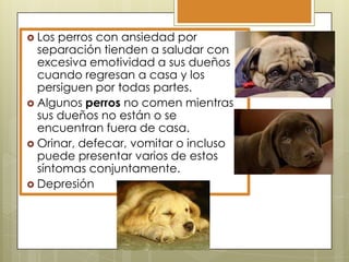  Los

perros con ansiedad por
separación tienden a saludar con
excesiva emotividad a sus dueños
cuando regresan a casa y los
persiguen por todas partes.
 Algunos perros no comen mientras
sus dueños no están o se
encuentran fuera de casa.
 Orinar, defecar, vomitar o incluso
puede presentar varios de estos
síntomas conjuntamente.
 Depresión

 
