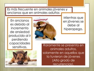 Es más frecuente en animales jóvenes y
ancianos que en animales adultos
En ancianos
es debido al
incremento
de ansiedad
producido al ir
perdiendo
capacidades
sensitivas.

Mientras que
en jóvenes se
debe al
hiperapego.

Raramente se presenta en
animales adultos,
solamente en aquellos que
la tuvieron de jóvenes
(Alto grado de
recurrencias).

 