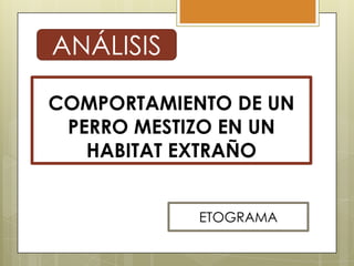 ANÁLISIS
COMPORTAMIENTO DE UN
PERRO MESTIZO EN UN
HABITAT EXTRAÑO
ETOGRAMA

 