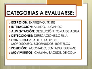 CATEGORIAS A EVALUARSE:
 EXPRESIÓN:

EXPRESIVO, TRISTE
 INTERACCIÓN: AILADO, JUGANDO
 ALIMENTACIÓN: DEGLUCIÓN, TOMA DE AGUA
 DEYECCIONES: DEFECACIONES,ORINA
 CONDUCTAS: JADEO, LADRIDO,
MORDISQUEO, ESTORNUDOS, BOSTESOS
 POSICIÓN: ACOSTADO, SENTADO, DUERME
 MOVIMIENTOS: CAMINA, SACUDE, DE COLA

 