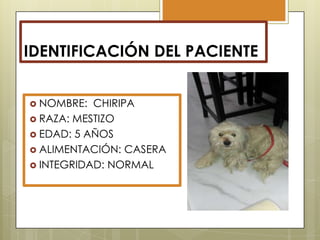 IDENTIFICACIÓN DEL PACIENTE
 NOMBRE:

CHIRIPA
 RAZA: MESTIZO
 EDAD: 5 AÑOS
 ALIMENTACIÓN: CASERA
 INTEGRIDAD: NORMAL

 