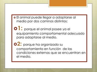  El

animal puede llegar a adaptarse al
medio por dos caminos distintos:

1:

porque el animal posee ya el
equipamiento comportamental adecuado
para adaptarse al medio.

2:

porque ha organizado su
comportamiento en función de las
condiciones externas que se encuentran en
el medio.

 
