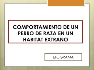 COMPORTAMIENTO DE UN
PERRO DE RAZA EN UN
HABITAT EXTRAÑO
ETOGRAMA

 