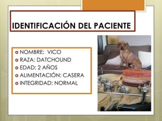 IDENTIFICACIÓN DEL PACIENTE
 NOMBRE:

VICO
 RAZA: DATCHOUND
 EDAD: 2 AÑOS
 ALIMENTACIÓN: CASERA
 INTEGRIDAD: NORMAL

 