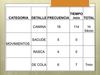 TIEMPO
CATEGORIA DETALLE FRECUENCIA /min TOTAL
CAMINA

16

114

SACUDE

5

0

RASCA

4

0

DE COLA

6

7

1h
54min

MOVIMIENTOS

7min

 