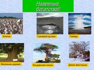 Наземные
богатства!!
Хлопок.
Железное дерево.
Грязeвой вулкан.
Эльдарская сосна.
Гейзер.
Дикая фисташка.