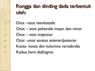 Rongga dan dinding dada terbentuk
oleh:
Otot –otot interkostalis
-         Otot – otot pektoralis mayor dan minor
-         Otot – otot trapezius
-         Otot –otot seratus anterior/posterior
-         Kosta- kosta dan kolumna vertebralis
-         Kedua hemi diafragma
-        

 