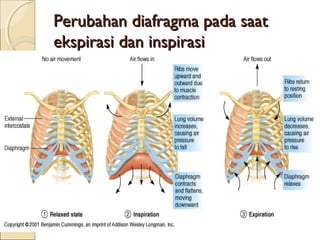 Perubahan diafragma pada saat
ekspirasi dan inspirasi

 