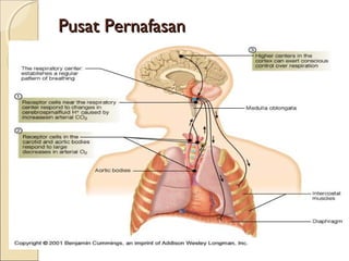 Pusat Pernafasan

 