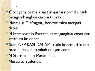 .
Otot

yang bekerja saat inspirasi normal untuk
mengembangkan cavum thorax :
 Musculus Diafragma, berkontraksi menjadi
datar.
 M Intercostalis Externa, meregangkan costa dan
sternum ke depan.
Saat INSPIRASI DALAM selain kontraksi kedua
otot di atas, di tambah dengan otot:
 M Sternocleido Mastoideus
 Musculus Scalenus.

 