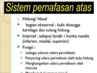 Hidung/ Nasal

bagian eksternal : kulit disangga
kartilago dan tulang hidung.
 Internal : selaput lendir / konka nasalis
(inferior, medial, superior)
 Fungsi :
1.

 sebagai saluran udara pernafasan
 Penyaring udara pernafasan oleh bulu hidung
 Menghangatkan udara pernafasan oleh
mocusa

 