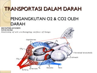 TRANSPORTASI DALAM DARAH
PENGANGKUTAN O2 & CO2 OLEH
DARAH

 