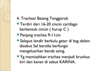 4. Trachea/ Batang Tenggorok
Terdiri dari 16-20 cincin cartilago
berbentuk cincin ( hurup C )
Panjang trachea 9-11cm
Selaput lendir berbulu getar di bag dalam
disebut Sel bersilia berfungsi
mengeluarkan benda asing.
Yg memisahkan trachea menjadi brunkus
kiri dan kanan di sebut KARINA.

 