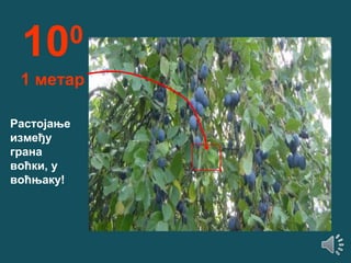 10

0

1 метар
Растојање
између
грана
воћки, у
воћњаку!

 