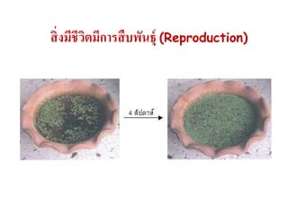 สิ่ งมีชีวตมีการสื บพันธุ์ (Reproduction)
ิ

 