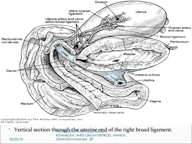 1.anatomi fisiologi organ repro. wanita; adaptasi ...